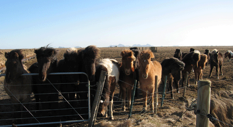 Icelandic Horses